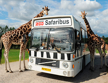 Zwei Giraffen neben dem Safaribus